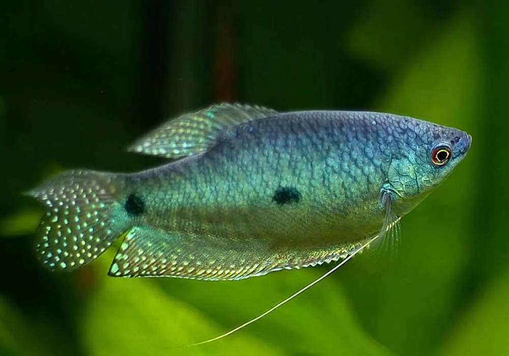 Aprenda a cuidar do Peixe Tricogaster Azul
