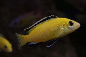 Aprenda a cuidar do Peixe Yellow