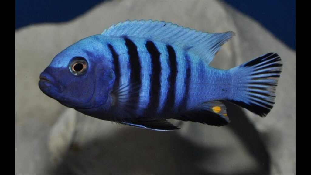 Aprenda A Cuidar Do Peixe Auratus Azul Aquarismo