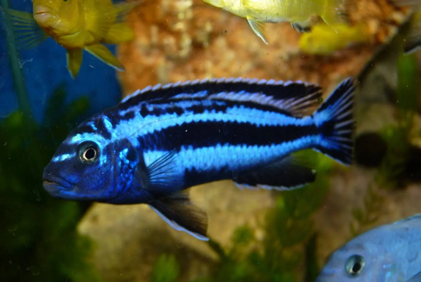 Aprenda a cuidar do Peixe Auratus Azul